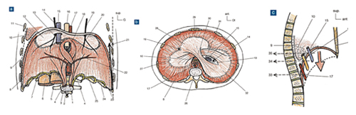 actu-muscle-diaphragme